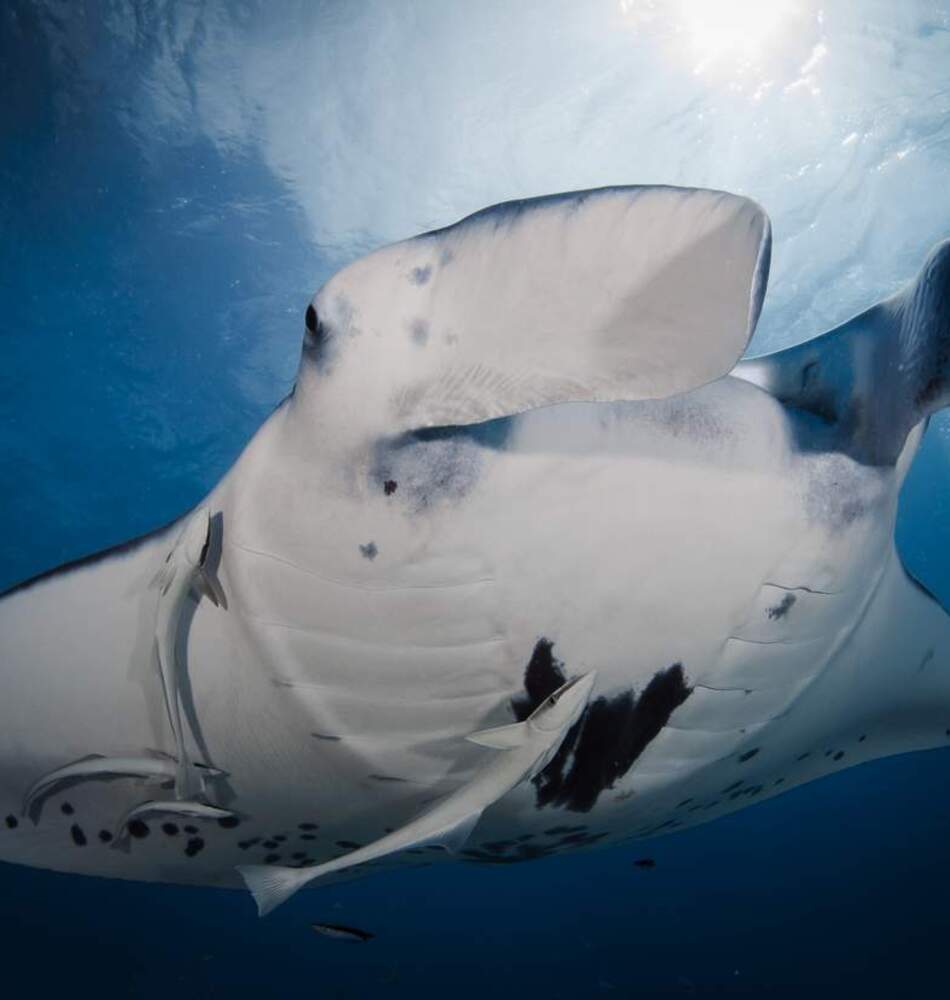 10 Dives Pack Bora Diving Center (by Eleuthera)