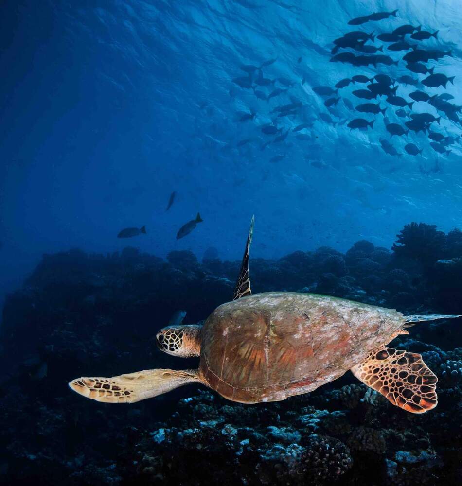 Explorer 10 Forfait 10 plongées Eleuthera Tahiti Plongée