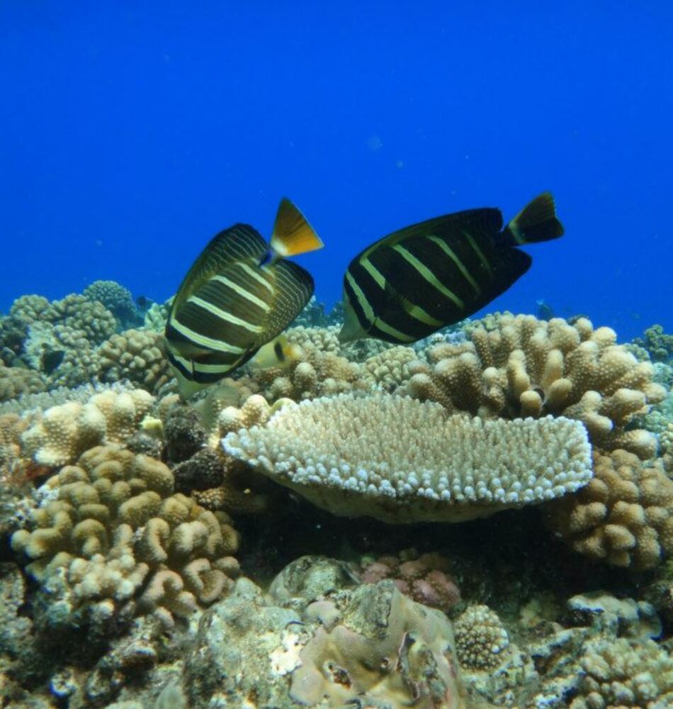 2 Tanks Dive Eleuthera Tahiti Diving Center